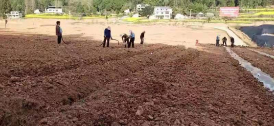 彩色玉米促振兴 抢抓农时忙春耕