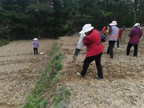 彩色玉米闹春耕 增收添彩振乡村