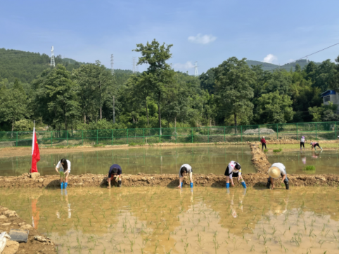 <b>党旗田间迎风飘 爱企兴农践初心</b>