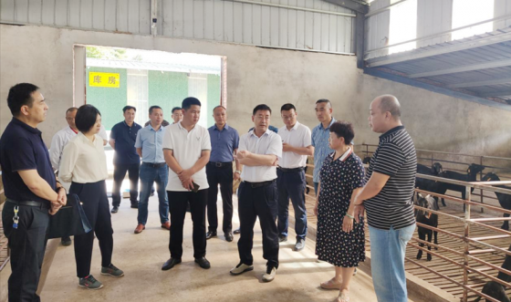 <b>朝天区委书记余飞宇调研市农发集团种羊养殖基地</b>