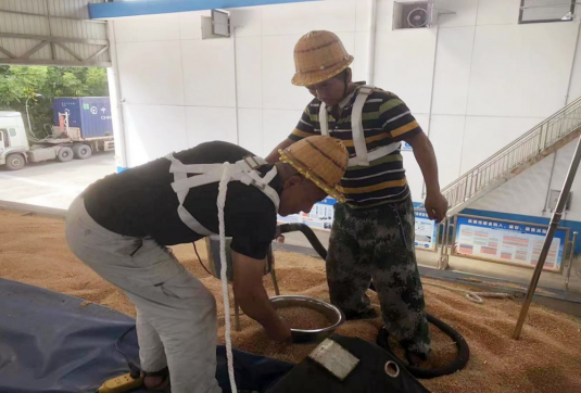 市粮储公司多措并举做好省储小麦入库工作