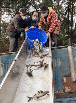 <b>市渔业公司全面展开 2022-2023年度增殖鱼类苗种投放活动</b>