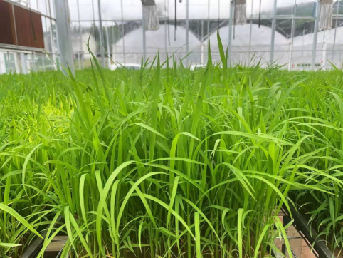 “拼”出加速度 四川广元种业集团汇聚现代化农业发展“种”动力