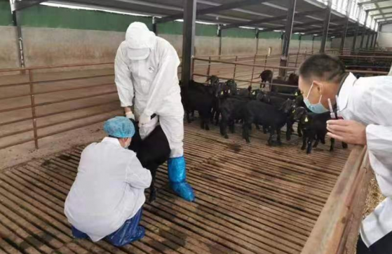 强化春季种羊防疫 筑牢疫病防控屏障