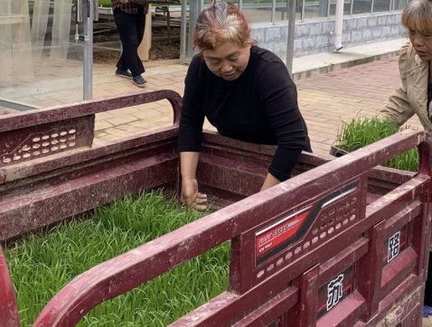 我市秧苗繁育中心1.1万余盘水稻秧苗已全部繁育完成