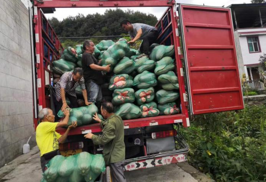 <b>我为群众办实事 市种业集团订单种植蜜本南瓜助农增收</b>