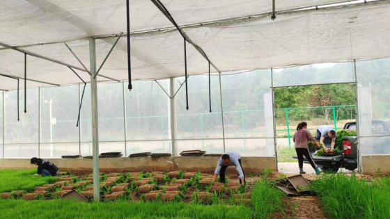 <b>“苗”绘新生，“秧”育未来</b>